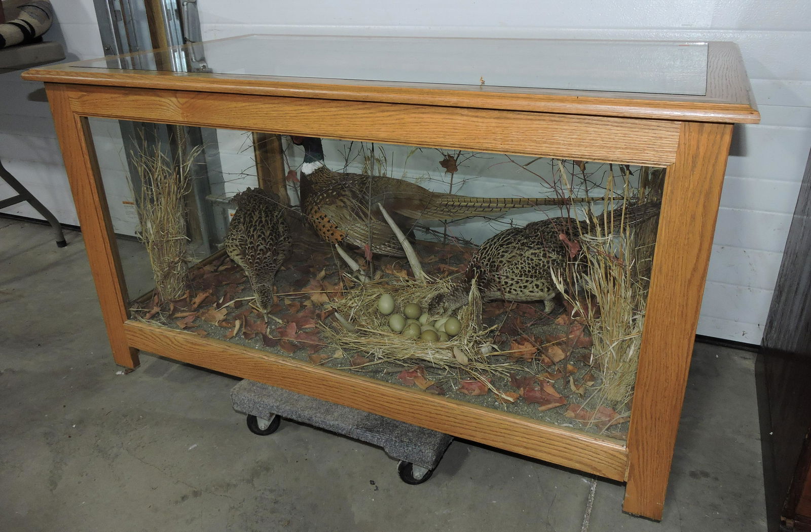 Taxidermy Display Case With Mounted
