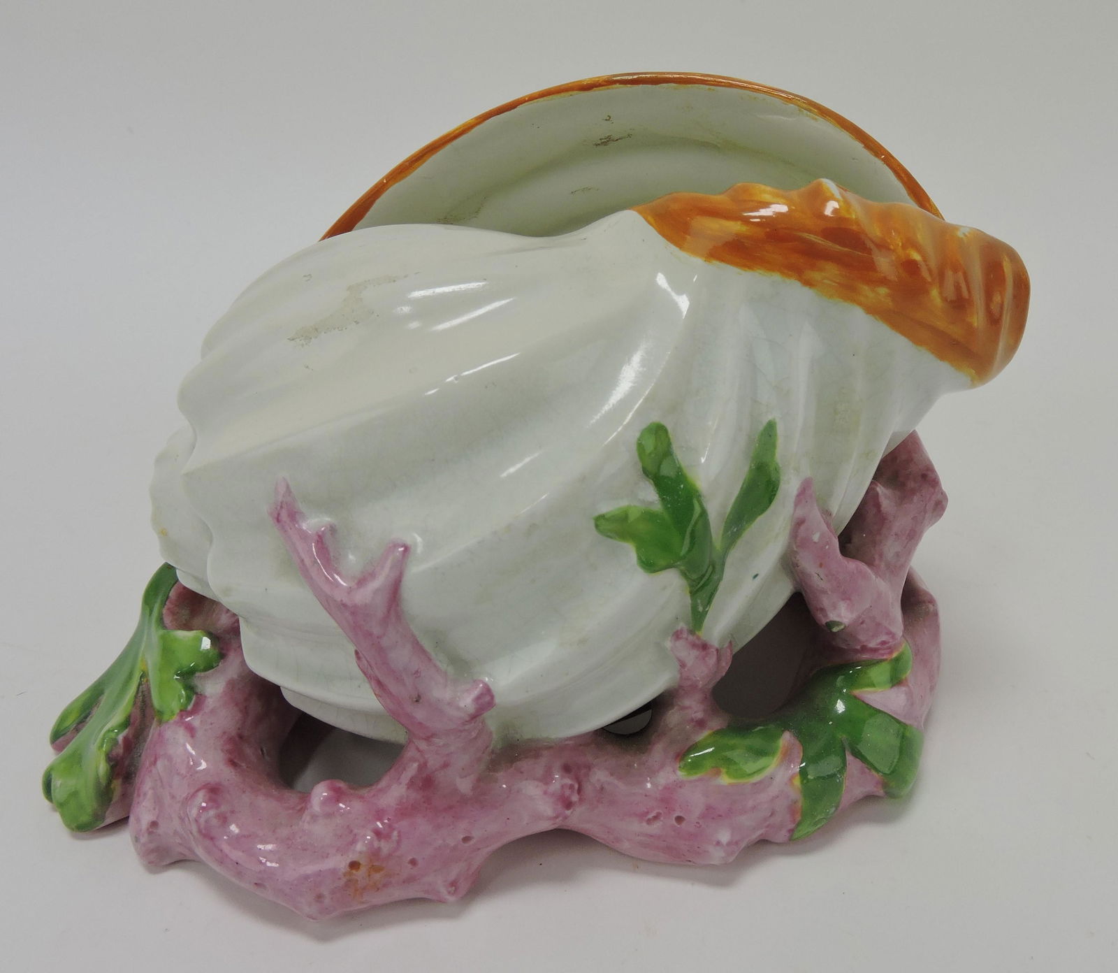 Copeland conch shell on coral spoon (1 of 1)