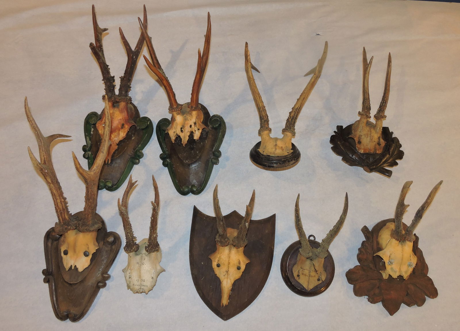 Black Forest Roe Buck lot of 8 taxidermy antler/ (1 of 1)