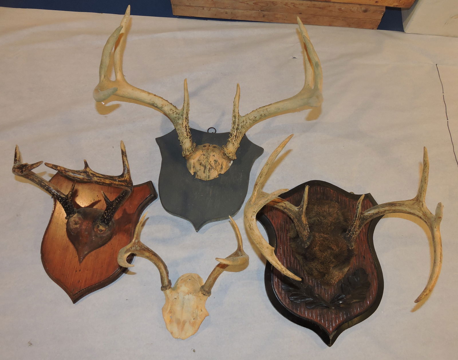 Black Forest Whitetail deer lot of 4 taxidermy (1 of 1)