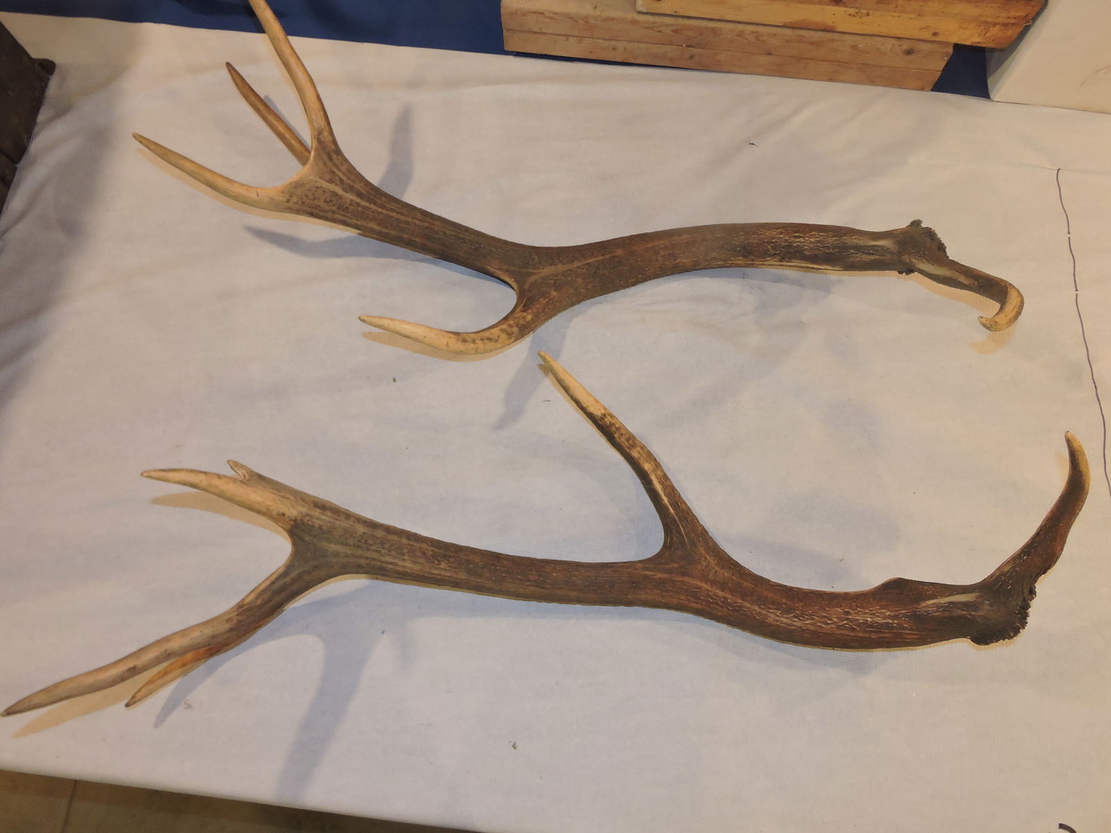 Black Forest Pair of elk taxidermy antlers, (1 of 1)