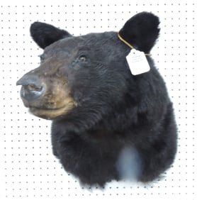 Black bear taxidermy head mount,