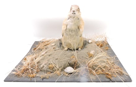 Prairie Dog mounted taxidermy,
