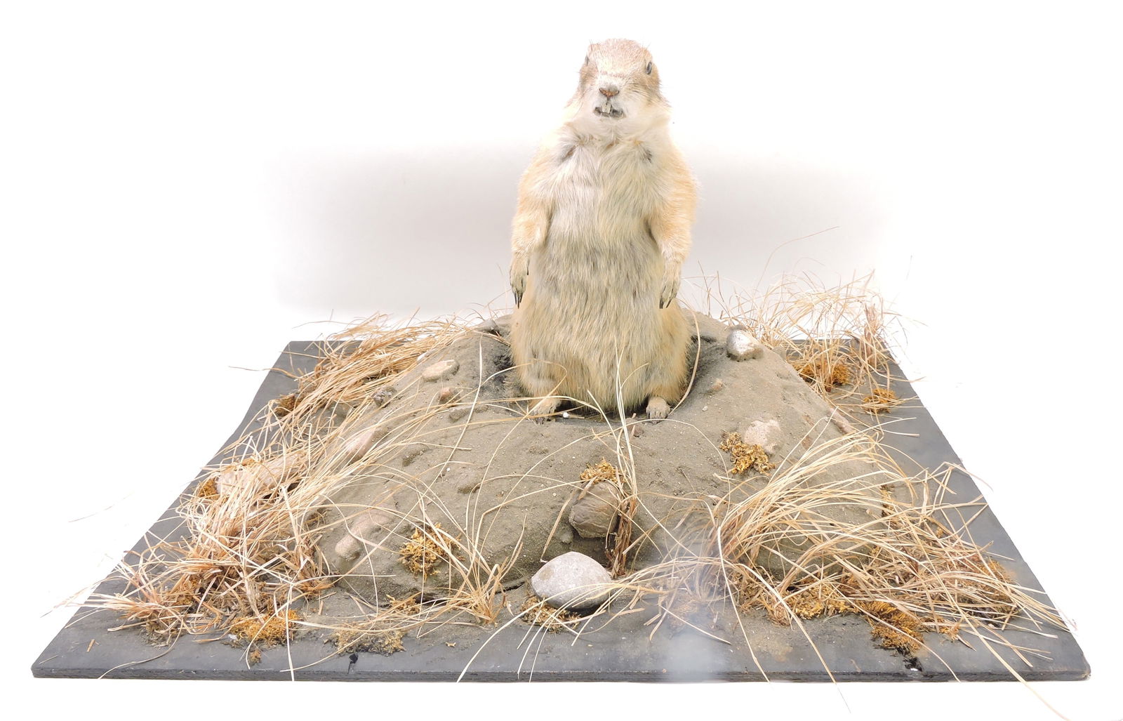 Prairie Dog mounted taxidermy, (1 of 2)