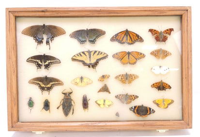 Case of butterflies and beetles,