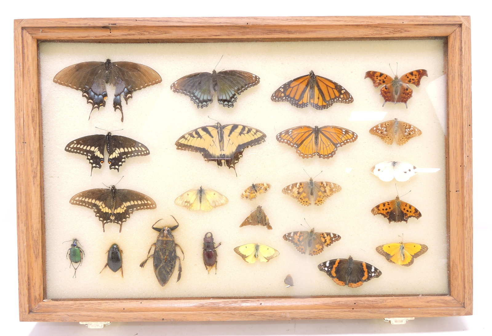 Case of butterflies and beetles,: 12"x18"