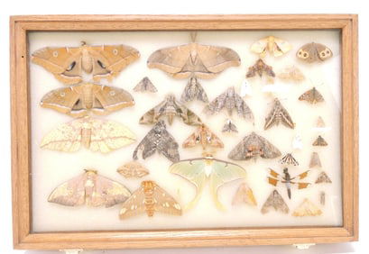 Case of mounted moths, 12"x18"