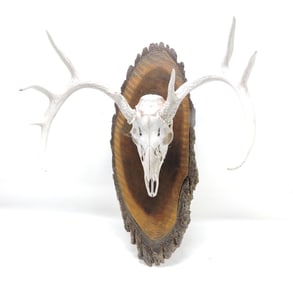 Whitetail deer European mount,