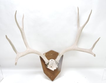 Mule deer antler mount,