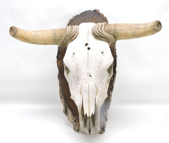 European steer mount, 24"h, 21"w