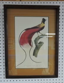 Framed bird print 'Bird of Paradise',