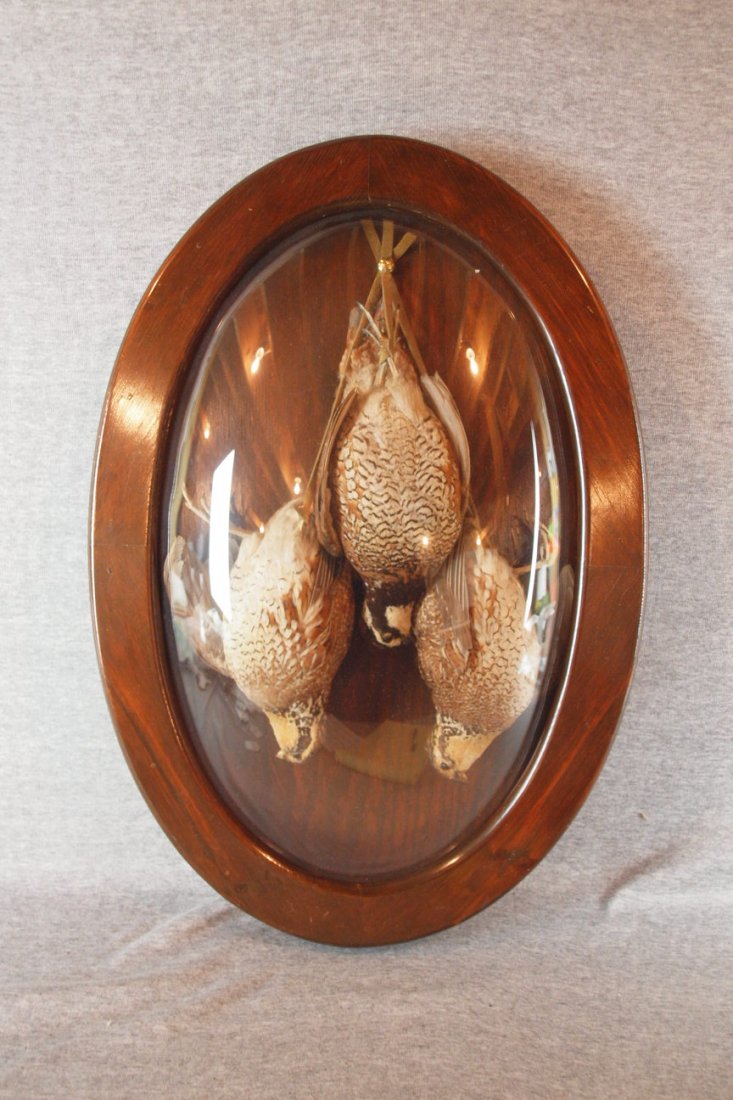 Early taxidermy mounted group of three quail in oval: Early taxidermy mounted group of three quail in oval diorama frame with convex glass 23" x 15"