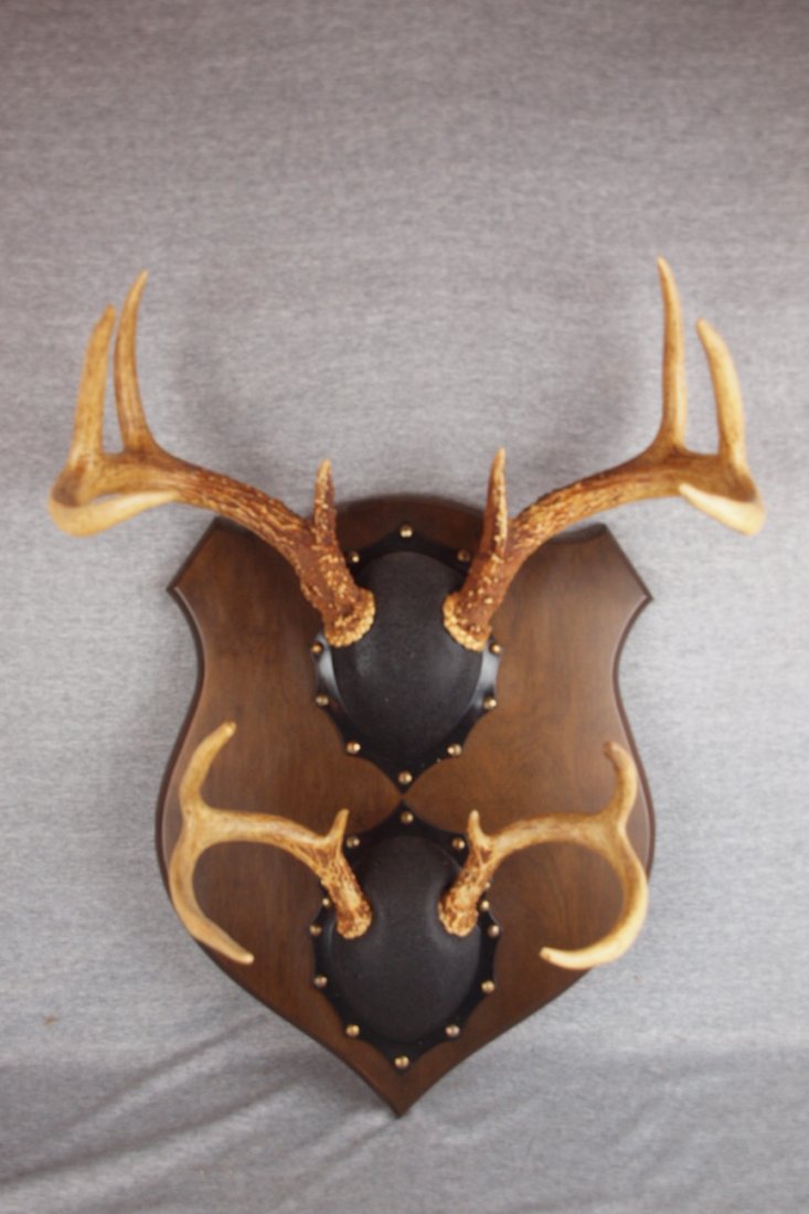 Taxidermy mount of two pair of deer antlers, 8 point: Taxidermy mount of two pair of deer antlers, 8 point and 6 point