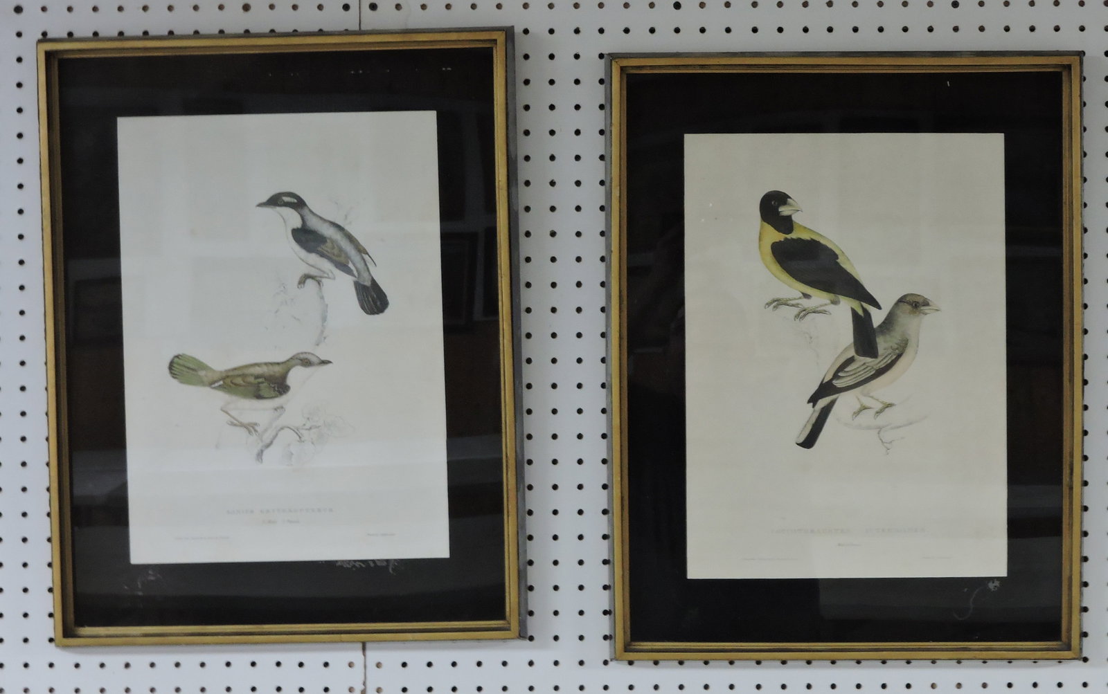 Pair of bird drawings by E. Gould, (1 of 1)