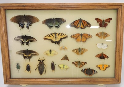Display of butterflies and beetles