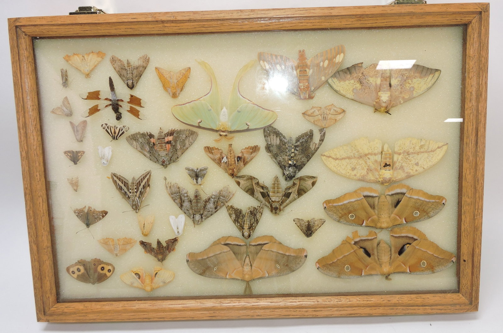 Display of moths (1 of 1)