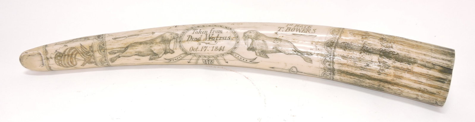 Contemporary scrimshaw tusk, 22": .