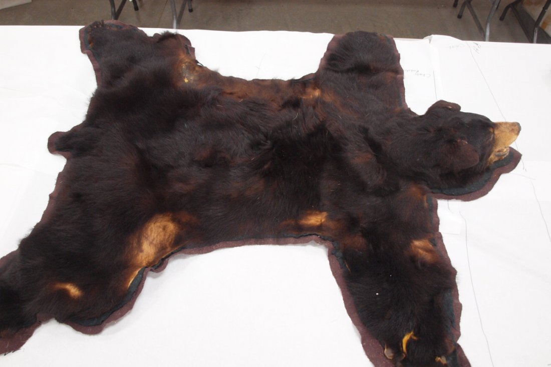 Taxidery black bear rug, some losses: Taxidery black bear rug, some losses