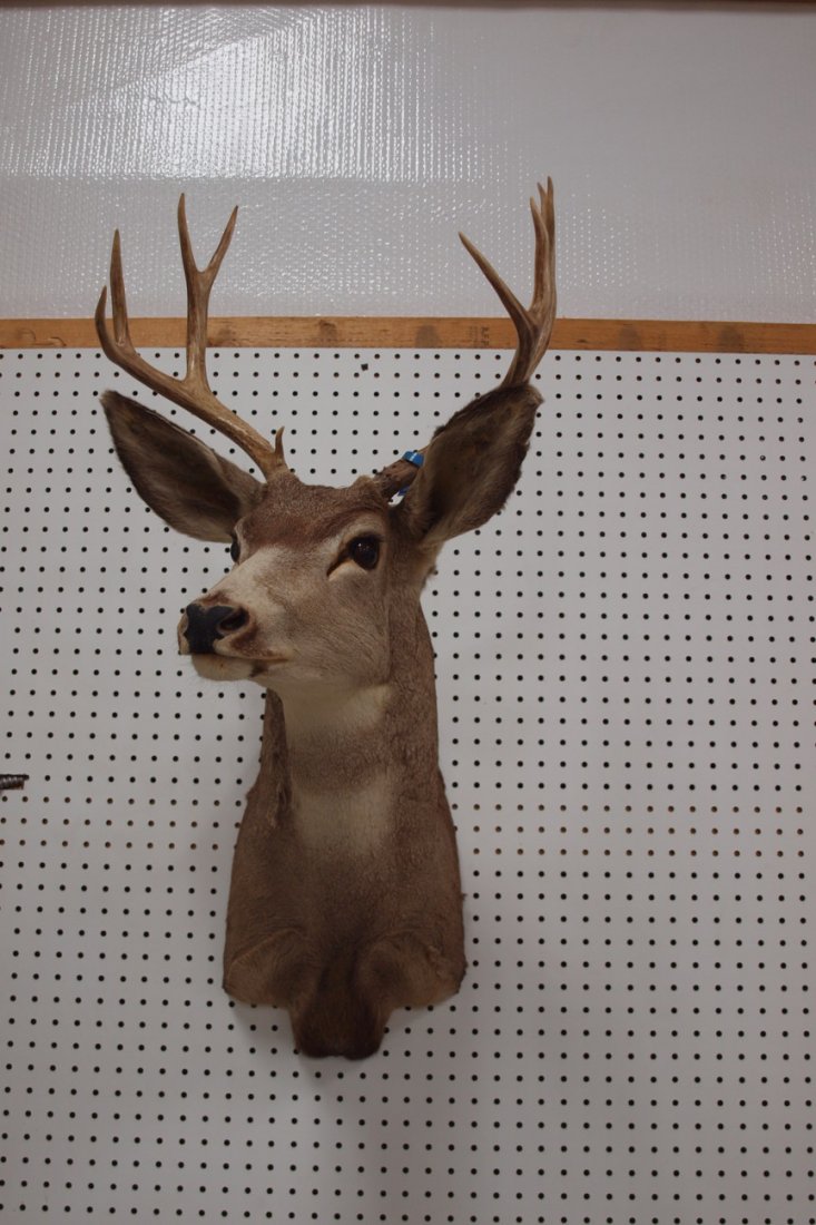 Taxidermy white tail deer mount, 9 point: Taxidermy white tail deer mount, 9 point