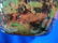 French Charder LaVerre cameo art glass pitcher 13", - 2