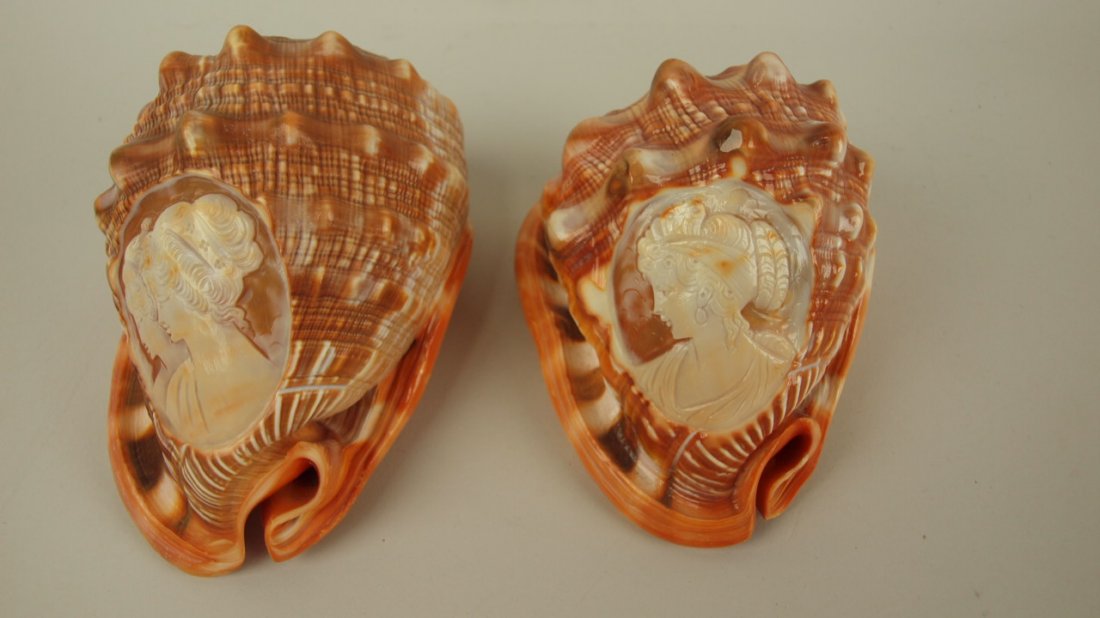 Conch shells with carved cameos of ladies: Conch shells with carved cameos of ladies