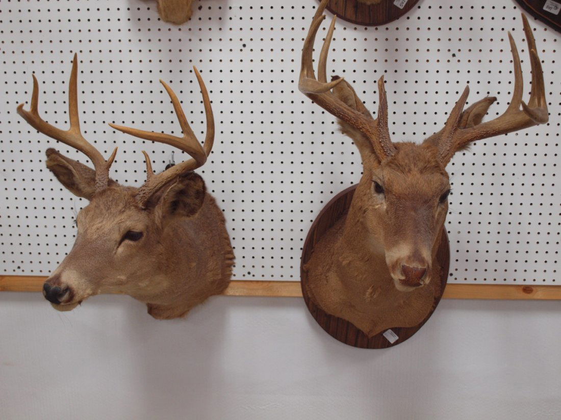 Taxidermy lot of 2 white tail deer shoulder mounts 1-10 (1 of 1)