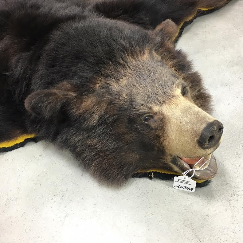 Black bear mounted taxidermy bear rug (1 of 3)