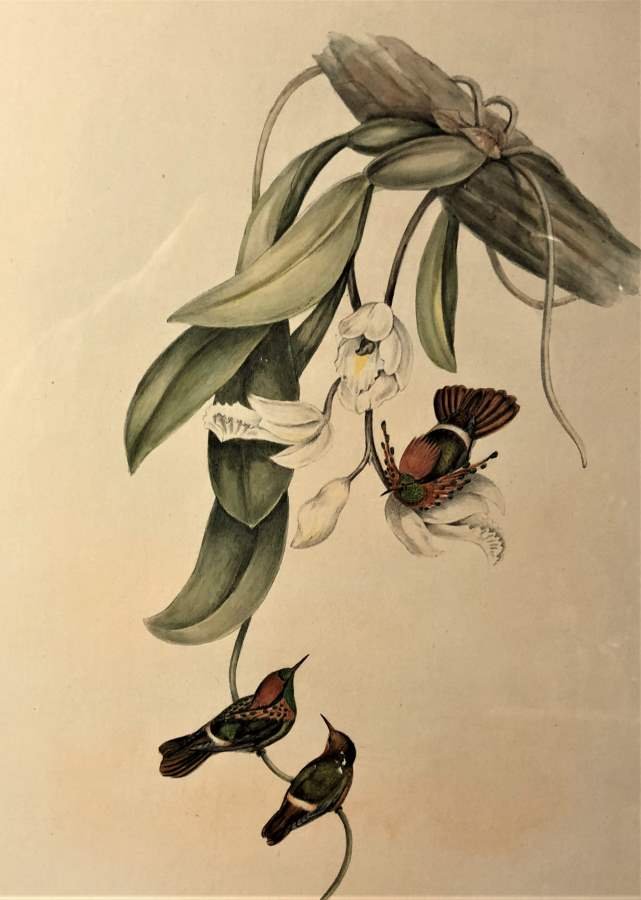 Vintage Color Lithograph Bird Species, Framed. (1 of 5)