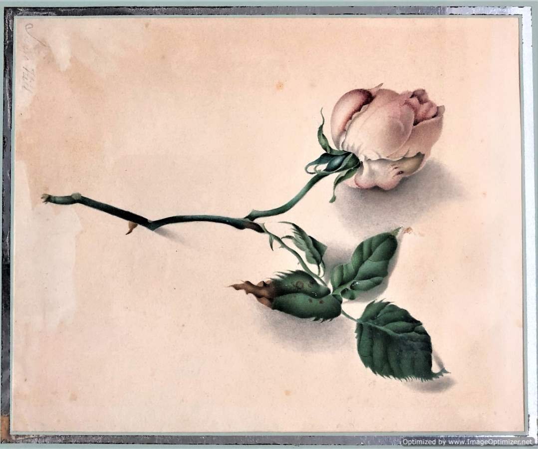 Laura Hill, 19th C. Watercolor Stemmed Rose Signed (1 of 5)