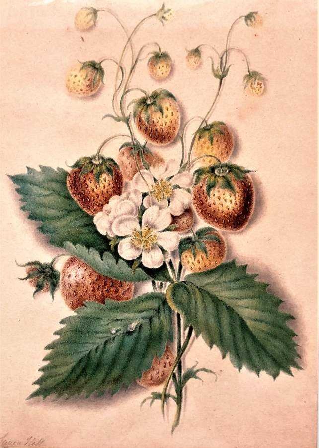 Laura Hill, 19th C. Watercolor Wild Strawberries Signed (1 of 5)