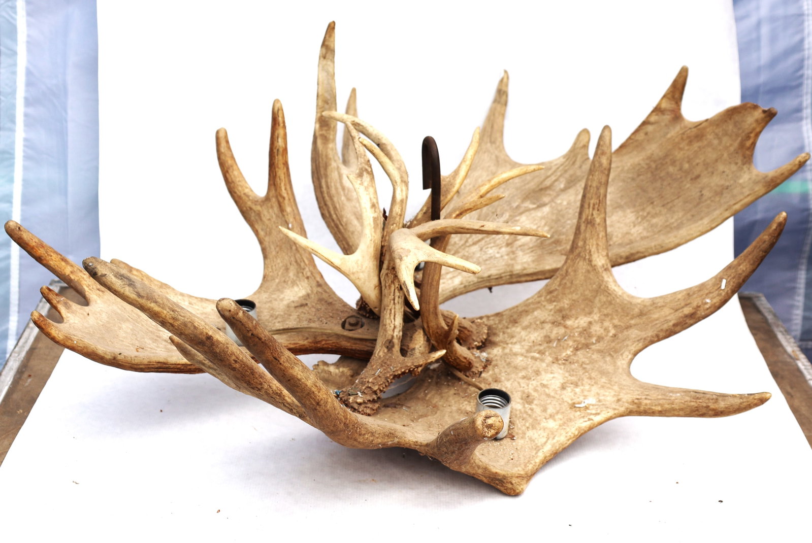 rustic chandelier constructed from multiple sets of moose antlers featuring exposed light bulb socke (1 of 6)