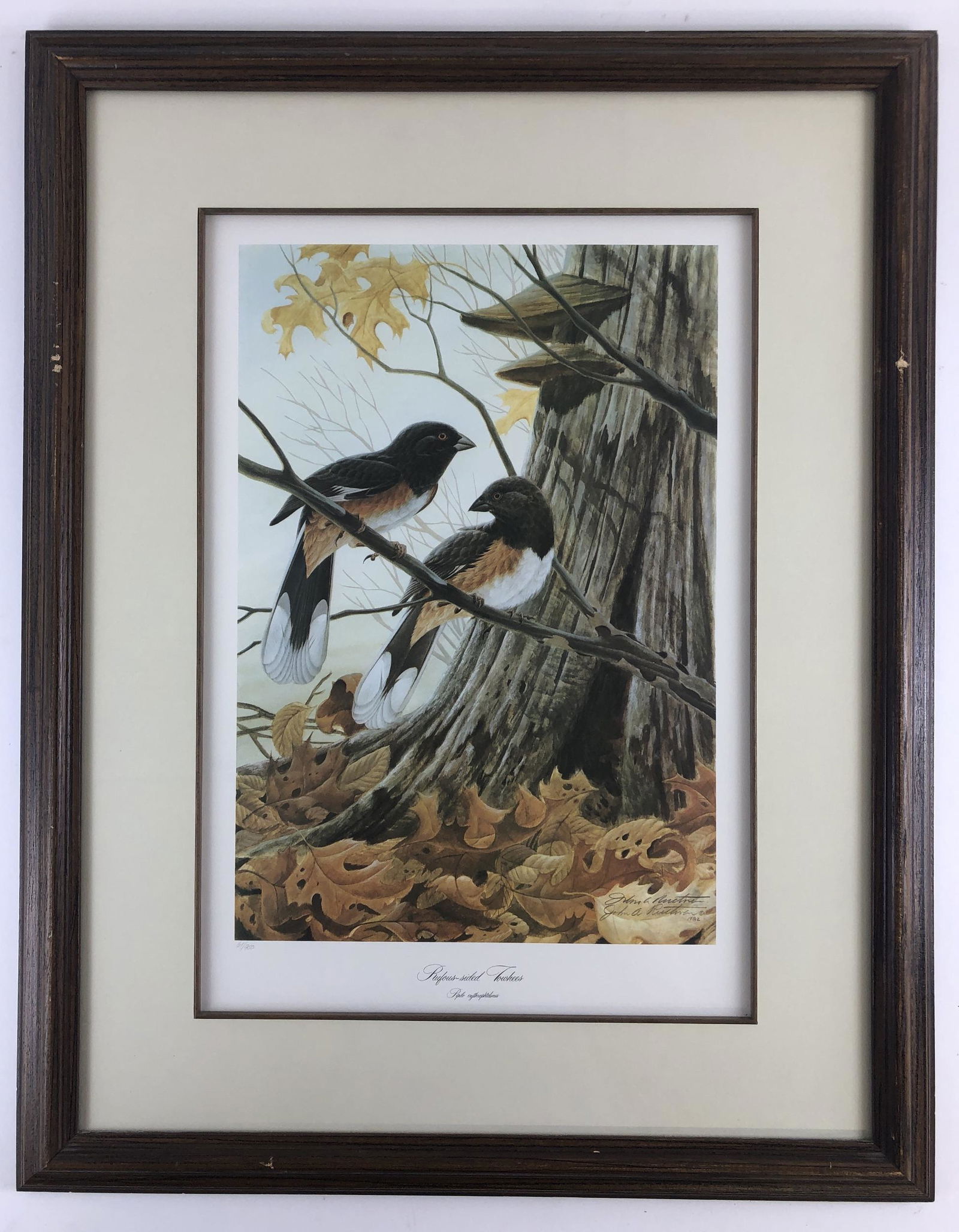 John Ruthven signed Lithography, "Rufous-sided Towhees" (1 of 4)