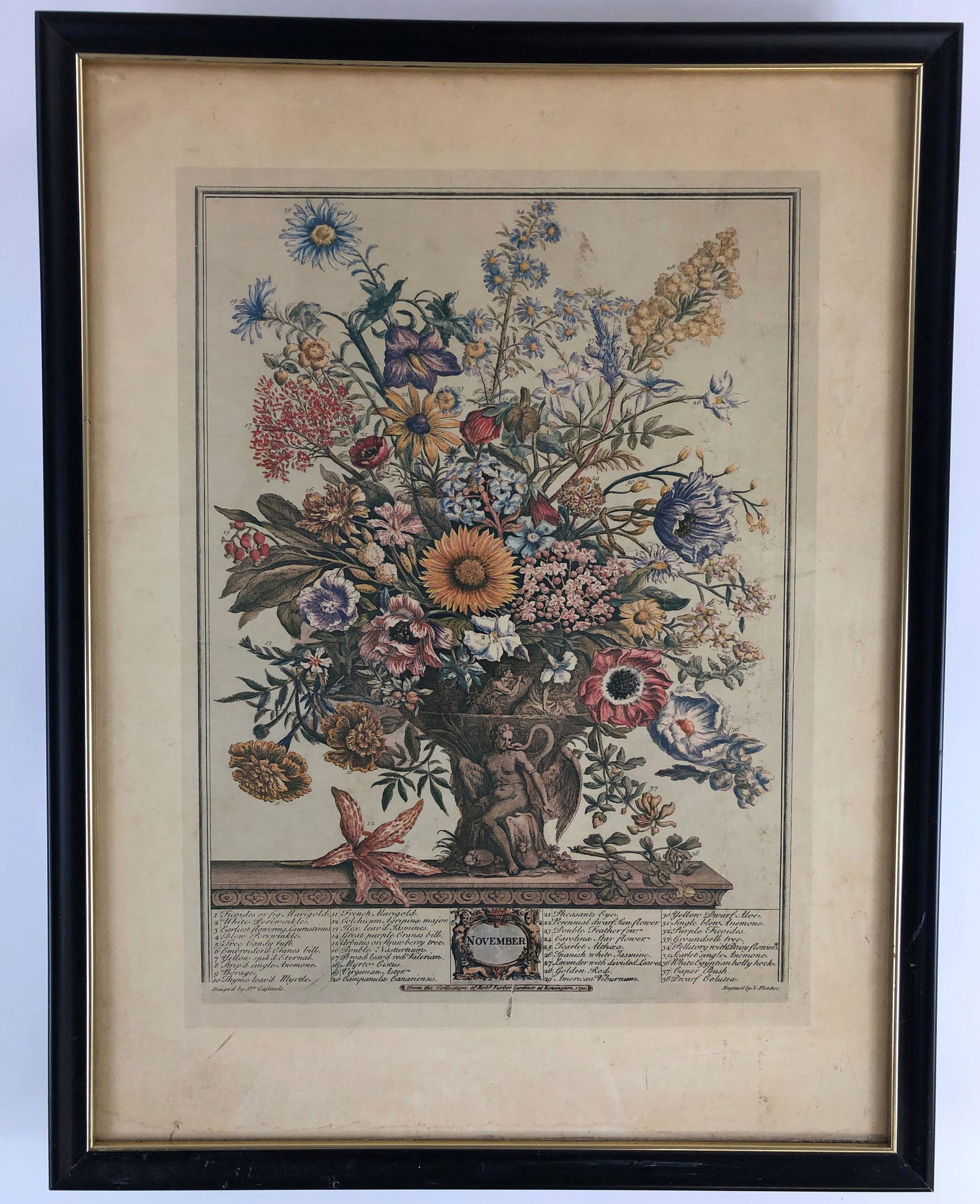 Two French Botanical Prints by Robert Furber (1 of 2)