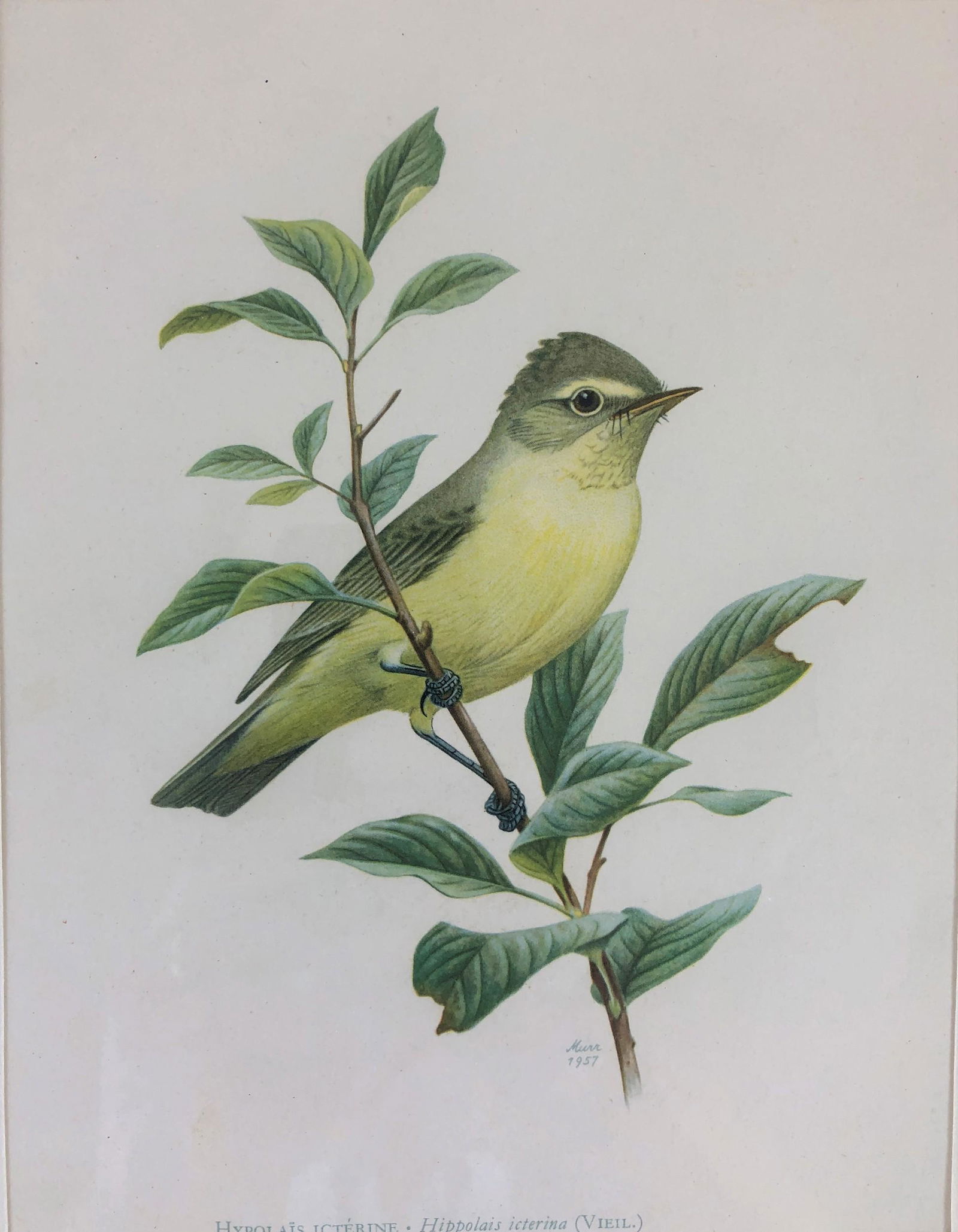 Group of Four French Prints (1 of 4)