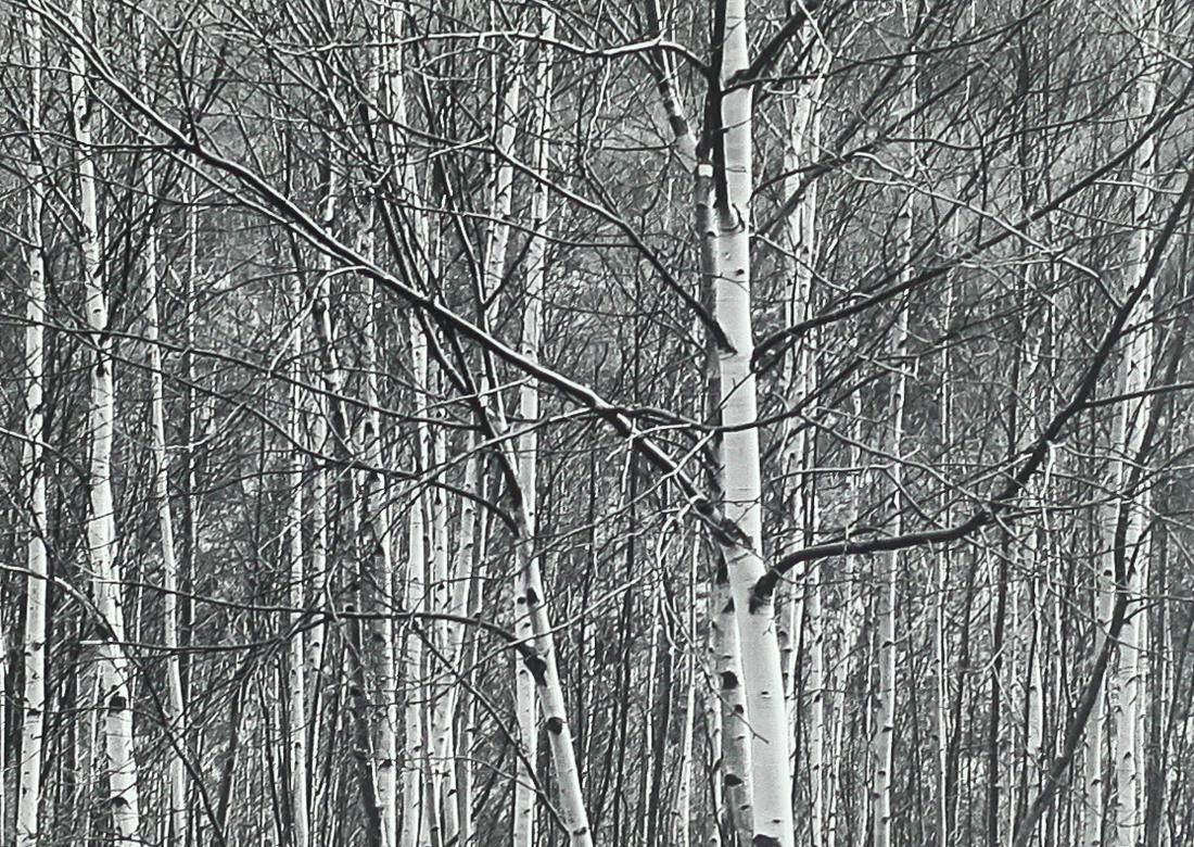 J. Barry Thompson (b. 1948), "Aspens, 1981" (1 of 2)