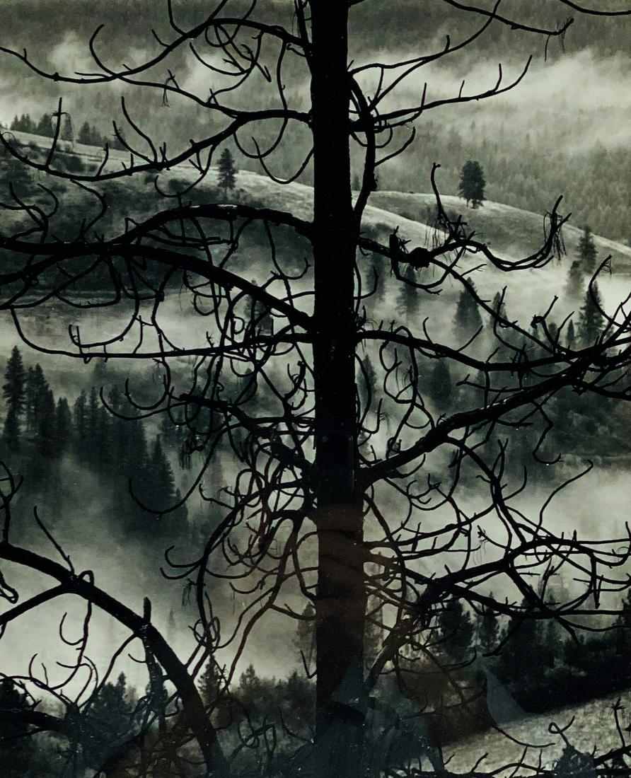 Brett Weston (1911-1993), "Trees and Fog" (1 of 2)