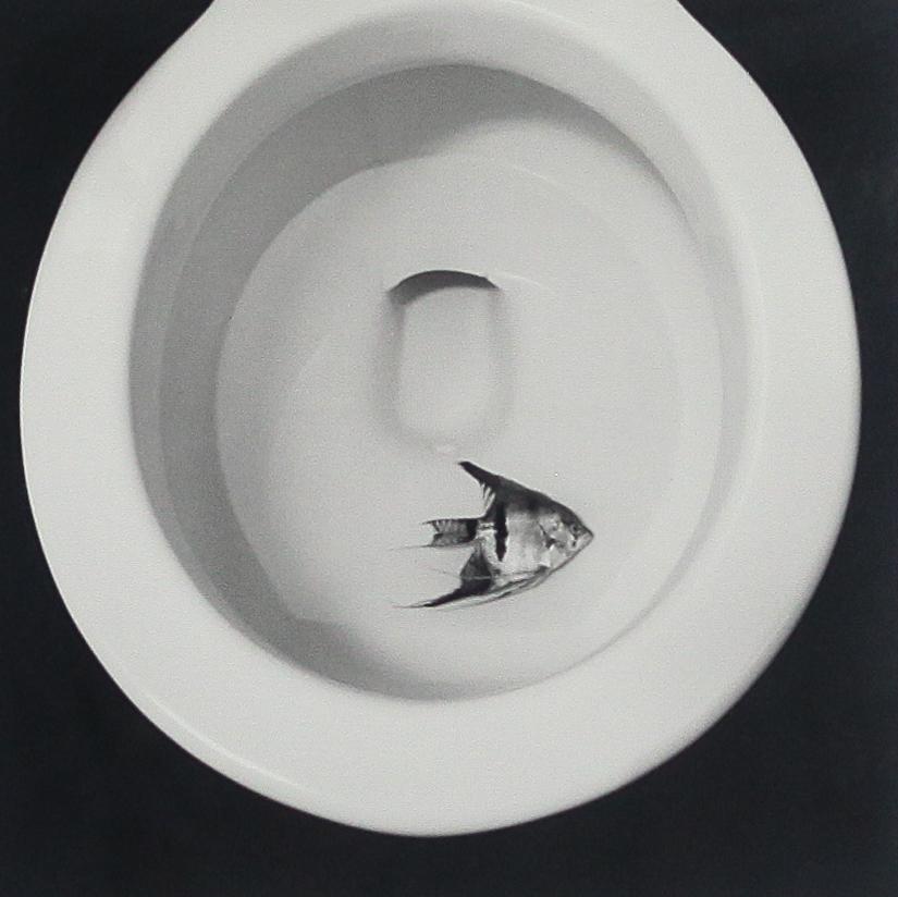Suzanne Camp Crosby (b. 1948), "Angel Fish" (1 of 3)