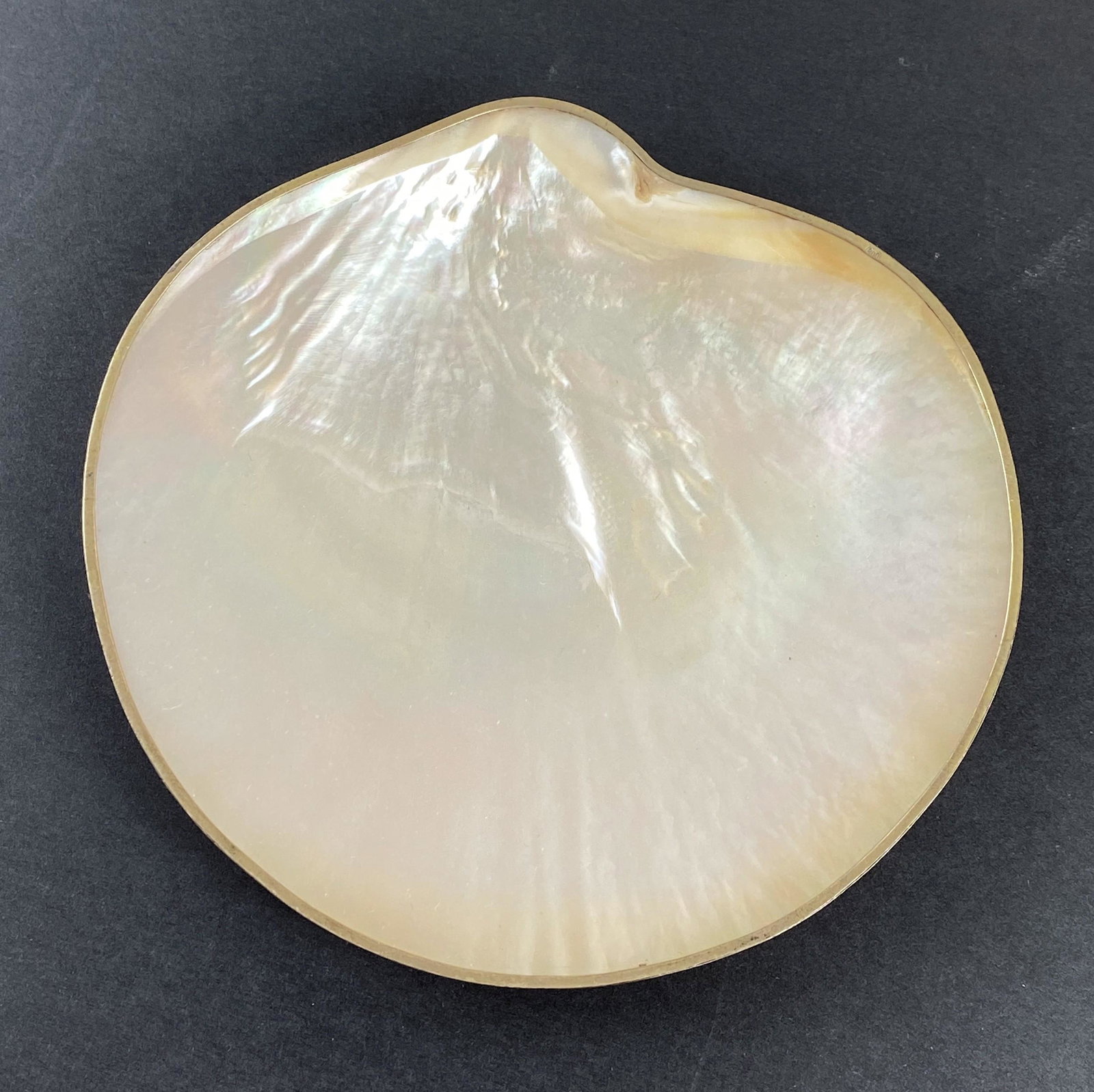 Mother of Pearl Shell Tray: A mother of pearl shell tray, with "800" marked silver mount to exterior; wd. 6.5".