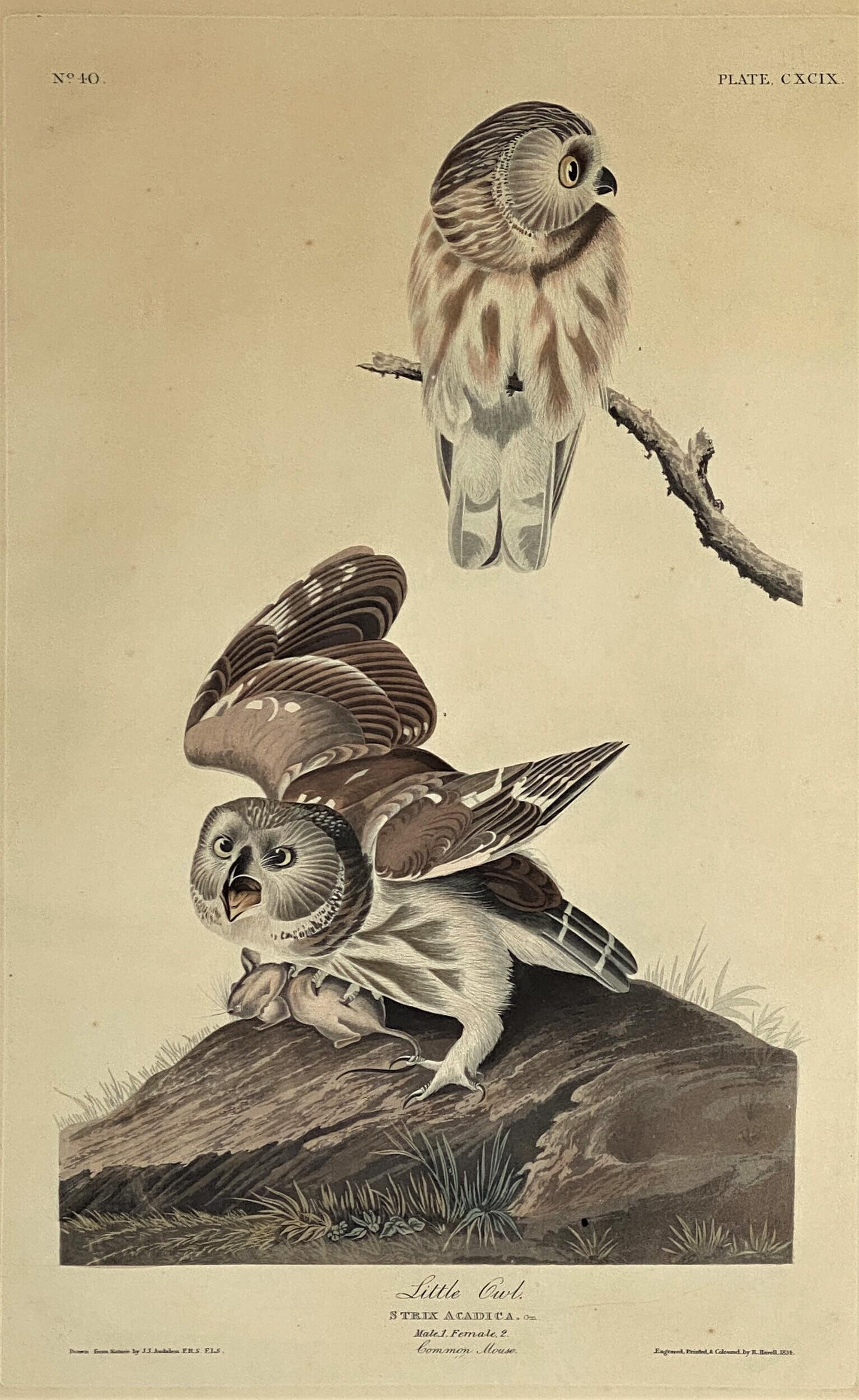 "Little Owl", Plate 199 Engraving by John James Audubon: Engraving and aquatint, hand colored on Whatman paper. "Little Owl", the Audubon engraving by R. Havell, with publishers mark l.r., and a crisp plate mark, hand colored; 19.75" ht. x 12.25"wd. (plate 