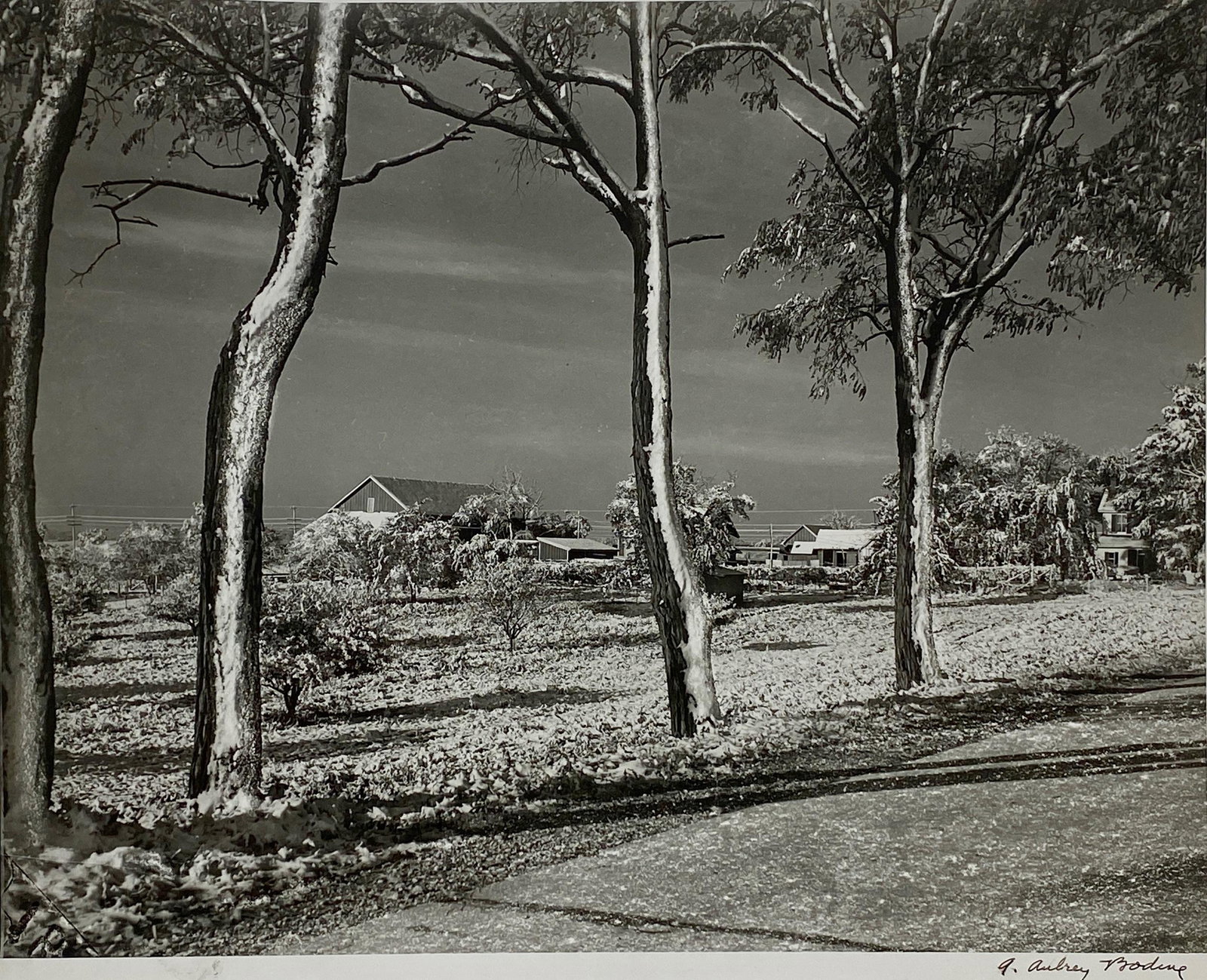 A. Aubrey Bodine (US, 1906-1970), Photograph: A. Aubrey Bodine (US, 1906-1970), Photograph "Snow Covered Trees", silver gelatin photograph, signed l.r., and from the photographer's family collection, previously sold at Alex Cooper, unframed; 11" 