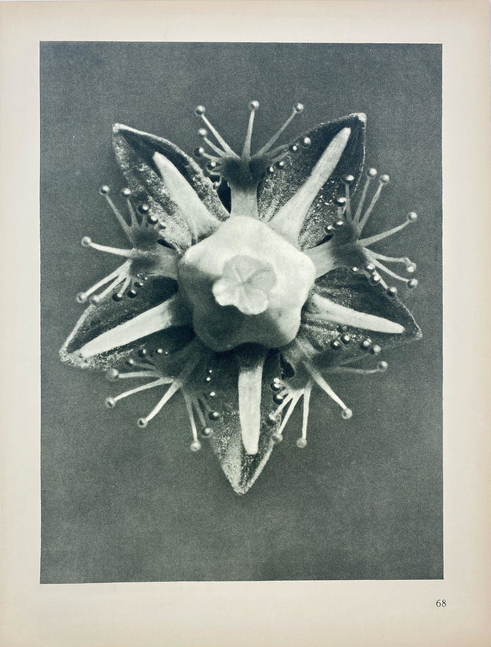 Karl Blossfeldt (German, 1865-1932): Karl Blossfeldt (German, 1865-1932) Karl Blossfeldt (German, 1865-1932): # 68 Urforemen Der KunstA photogravure image, 1930's; 12.4" ht. x 9.4" wd.Blossfeldt was a German photographer, sculptor, teach