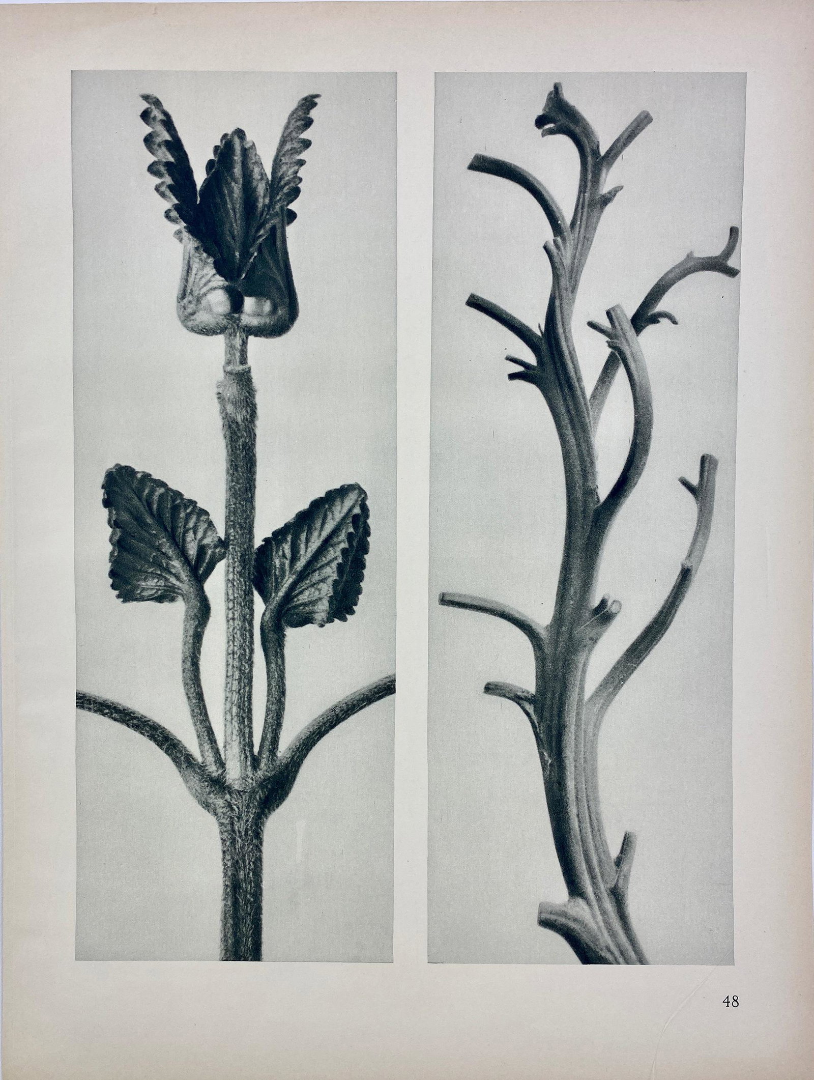 Karl Blossfeldt (German, 1865-1932): #48: Karl Blossfeldt (German, 1865-1932): #48 Karl Blossfeldt (German, 1865-1932): # 48 Urforemen Der KunstA photogravure image, 1930's, 12.4" ht. x 9.4" wd.Blossfeldt was a German photographer, sculptor, 