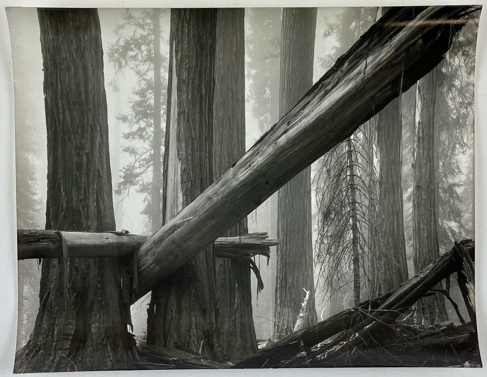 State Park series by Bruce Barnbaum (US, b. 1943) (1 of 10)