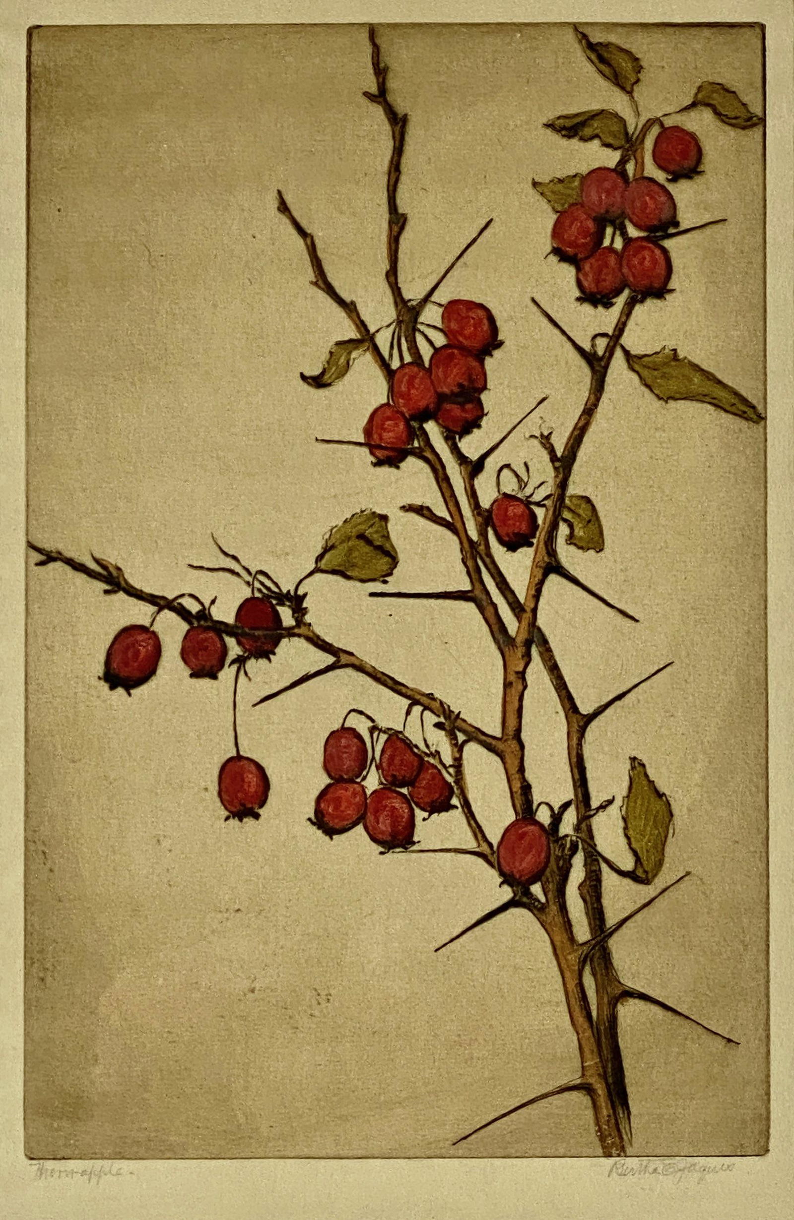 "Thorn-Apple" Colored Drypoint by Bertha Jaques (1 of 3)
