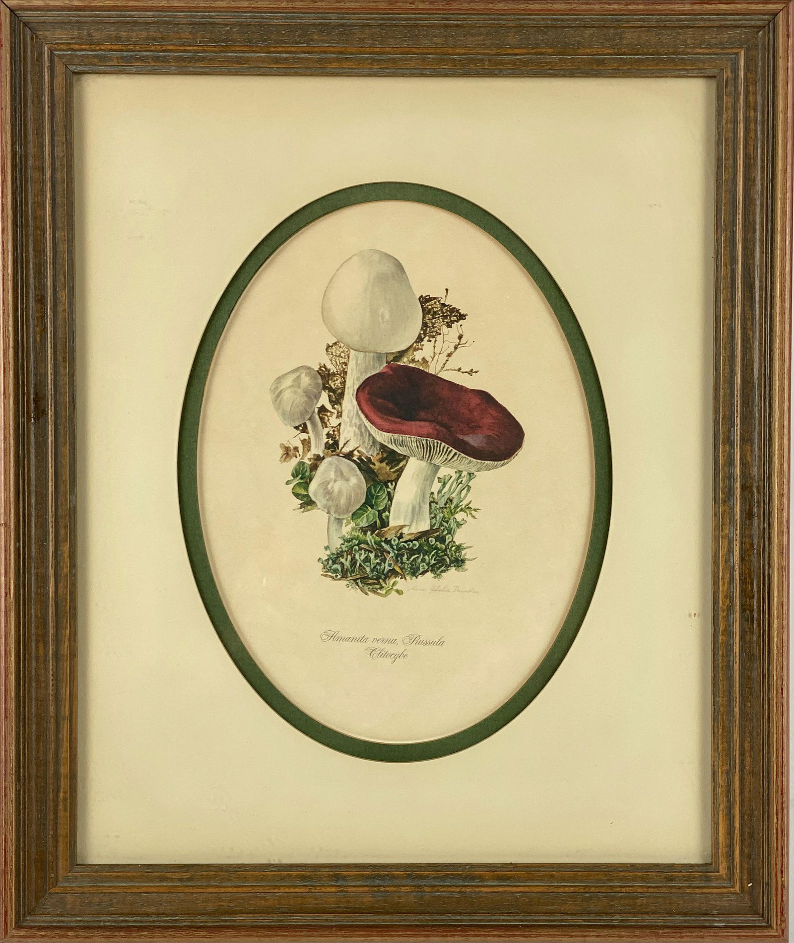 Mushroom Botanical Framed Prints (1 of 7)