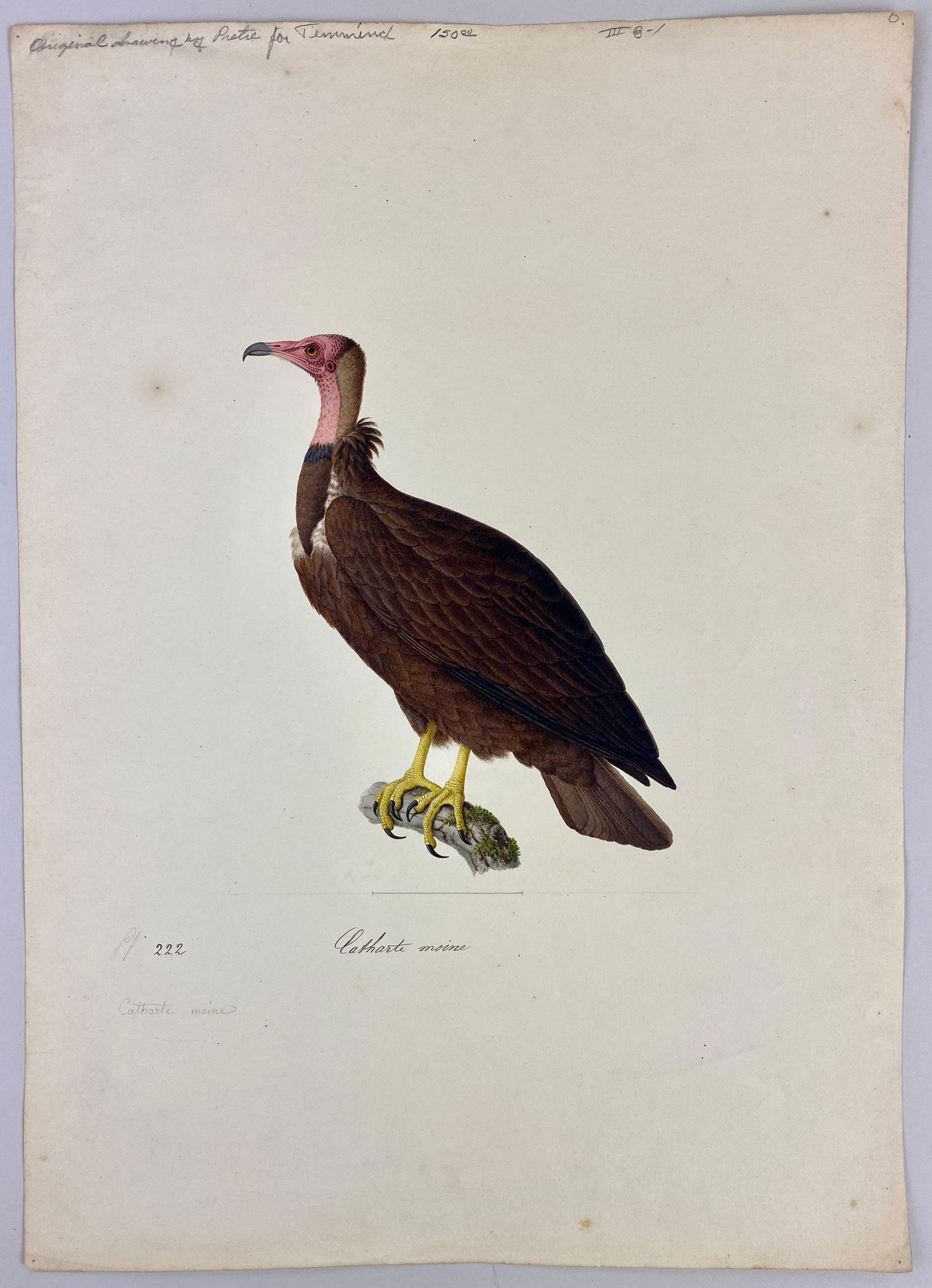 Pair of Original Wildlife Drawings by Jean Gabriel Pretre (1 of 12)