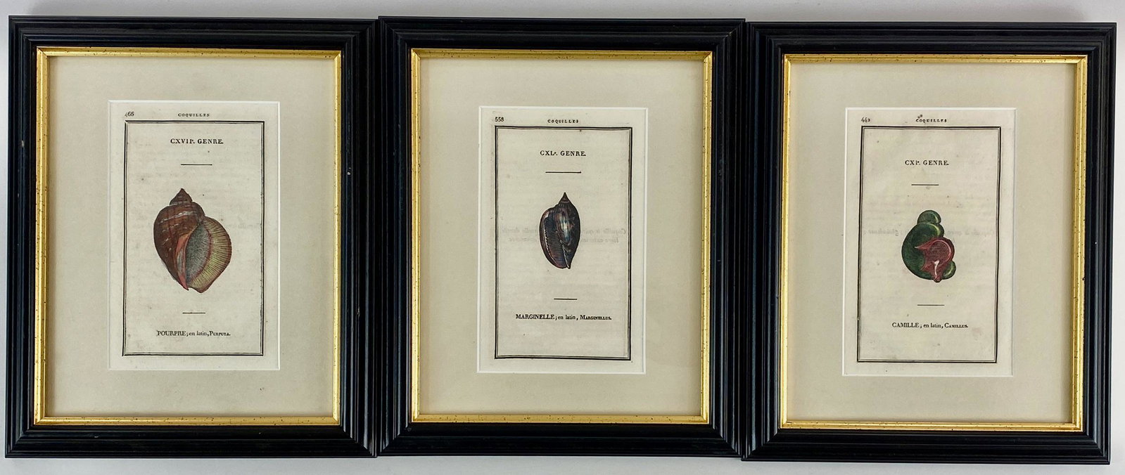 Three 19th Century Marine Life Prints, Univalves: Three color prints, all pulled form a book, early 1800's. With facing pages affixed to the verso. Each 7" x 4.5" (sight). From the lifelong collection of Edythe and Donald Aukerman, Centerville, OH. S