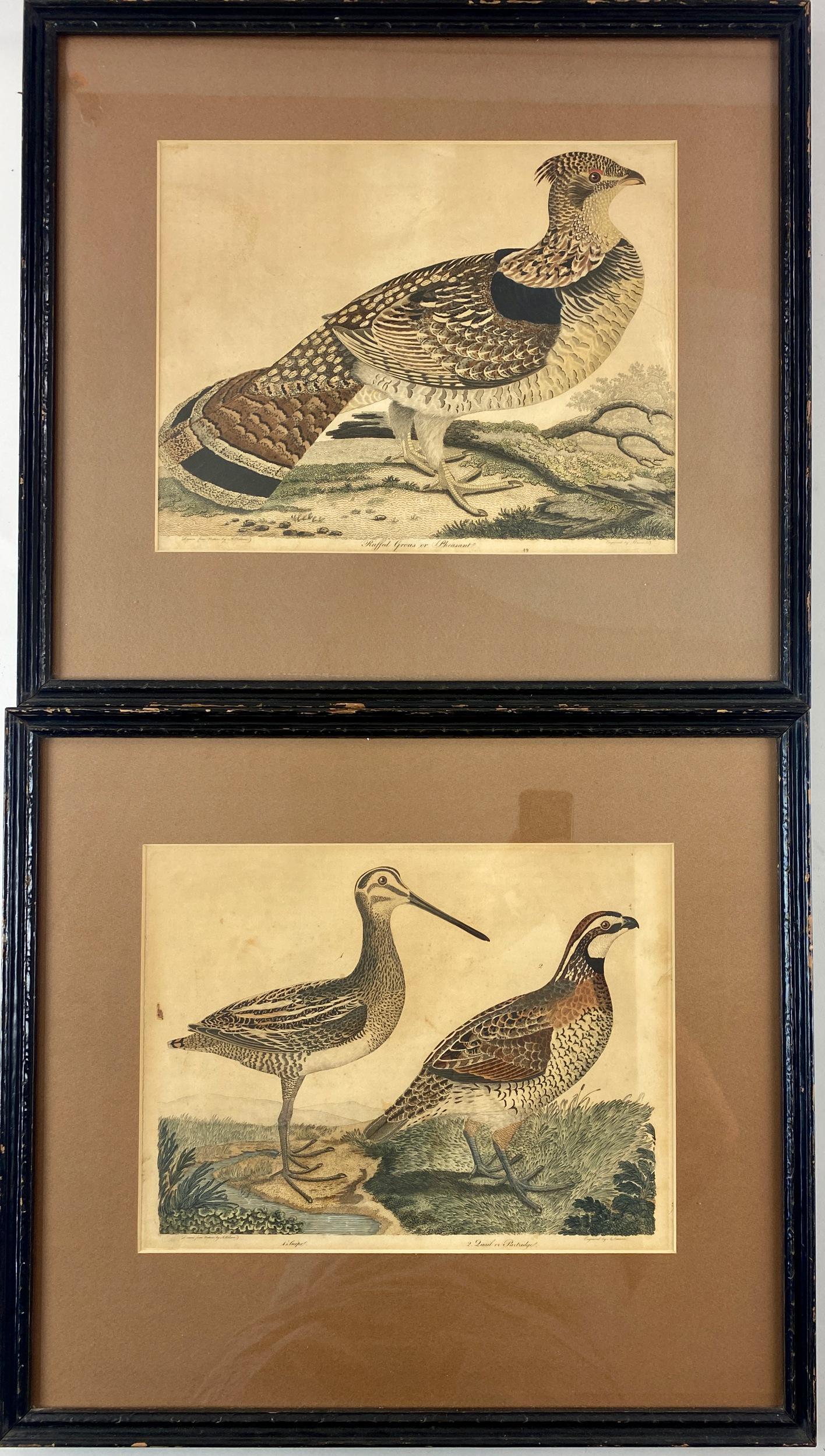 Alexander Wilson Ornithological Engravings (1 of 7)