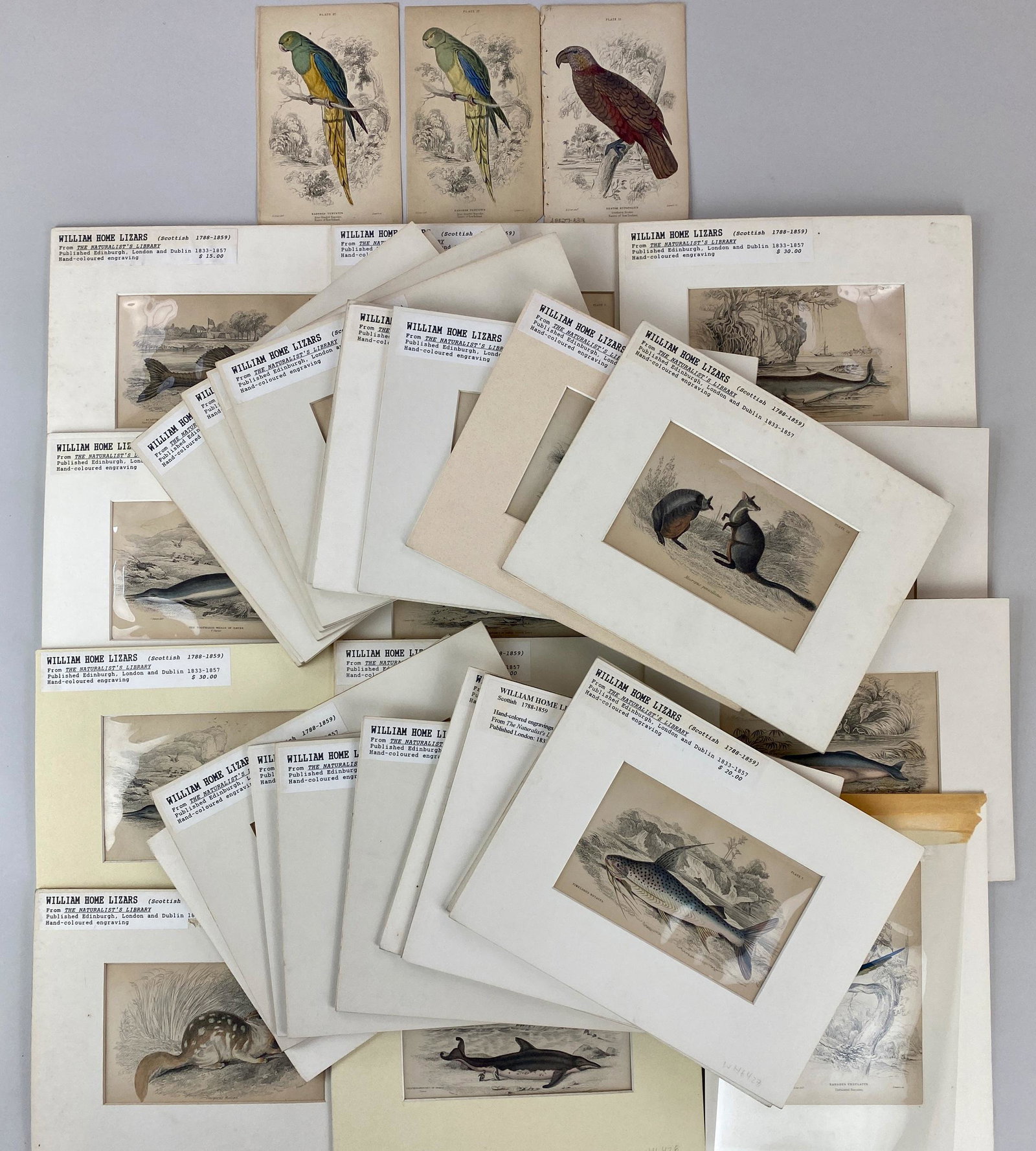 William Home Lizers: The Naturalist's Library: Over 30 hand-colored engravings from "The Naturalist's Library", by William Home Lizers (Scottish 1788-1859). Published 1833-1845 by Sir William Jardine and engraved by W.H. Lizars, â€œThe Natural