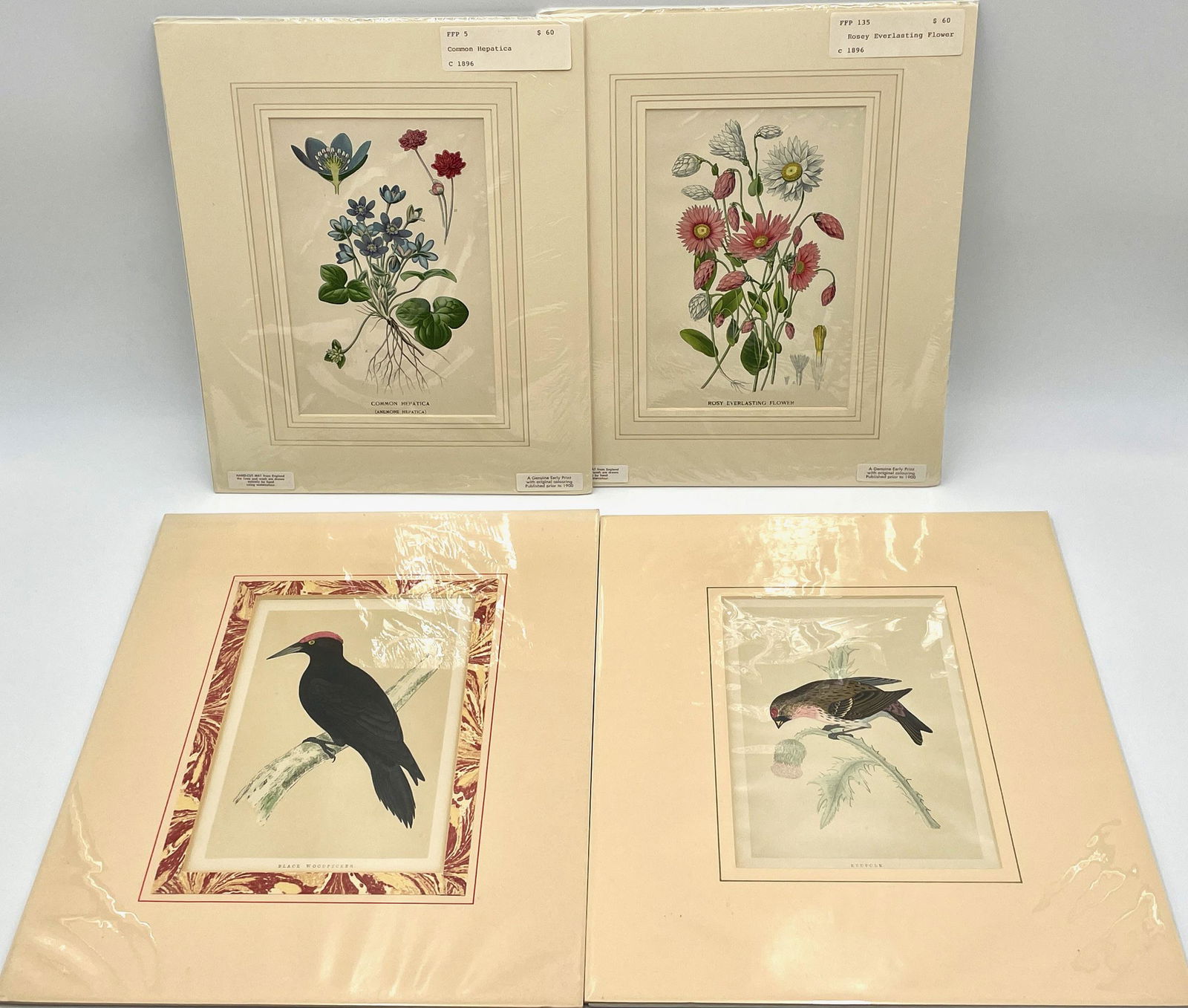 Four 19th Century Botanical and Aviary Lithographs (1 of 10)
